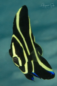 Juvenile Angel Fish, wreck dive  Bonaire by Alejandro Topete 